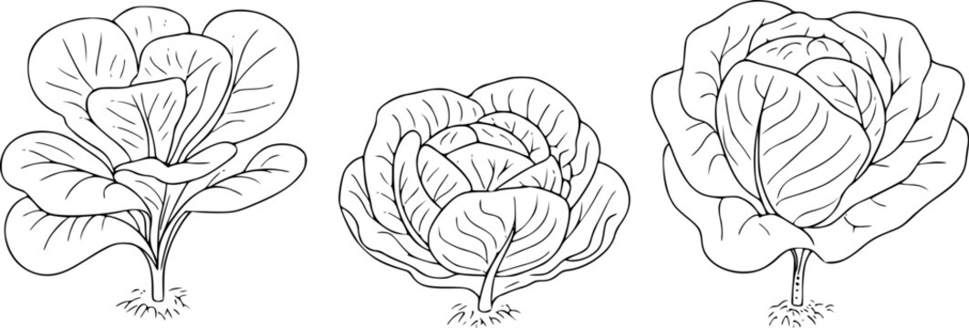 Hand-drawn cabbage varieties with detailed leaf veins white background, lettuce vegetable