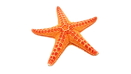 Fototapeta premium Orange Starfish Isolated on transparent background 