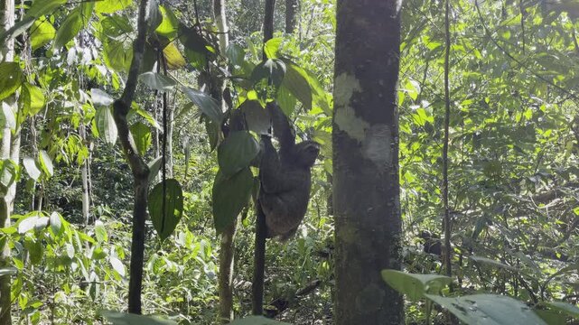 Adorable sloth hangs relaxed from jungle branch amid lush green foliage and towering trees creating charming wildlife encounter