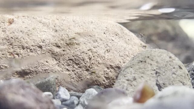 Delicate transparent shrimps swim gracefully around submerged riverbed stones in shallow crystal water highlighting intricate aquatic micro life