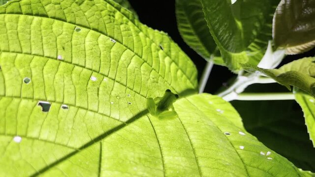 Delicate glass frog perches motionless on broad vibrant leaf highlighting translucent skin and tiny details amid tropical foliage