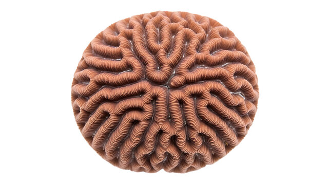 Close up of a brain coral polyp structure on a black background ocean