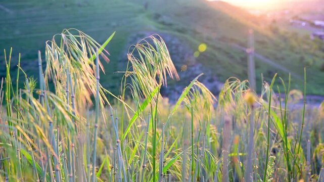 Sun-drenched wild grass and stalks swaying in the wind against a blurred hillside background.