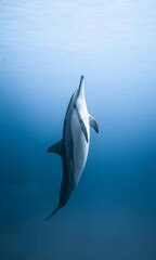 A magnificent dolphin gracefully swims upwards through the clear, deep blue ocean waters, bathed in natural light filtering down from the surface above. © Md