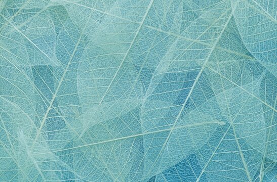 A tightly packed, abstract arrangement of translucent skeleton leaves creates a delicate and intricate patterned background in varying shades of light blue and turquoise.
