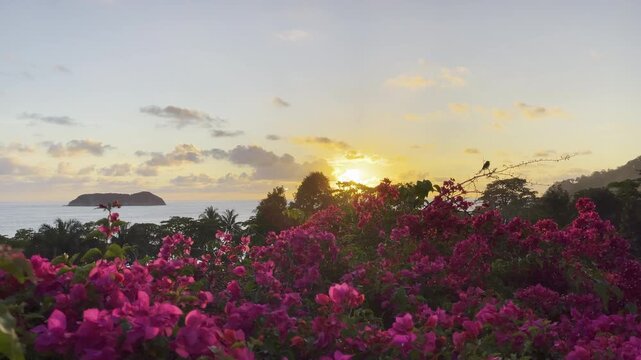 Vibrant pink bougainvillea blooms frame golden sunset over distant island and calm ocean with perched bird creating romantic tropical paradise vista