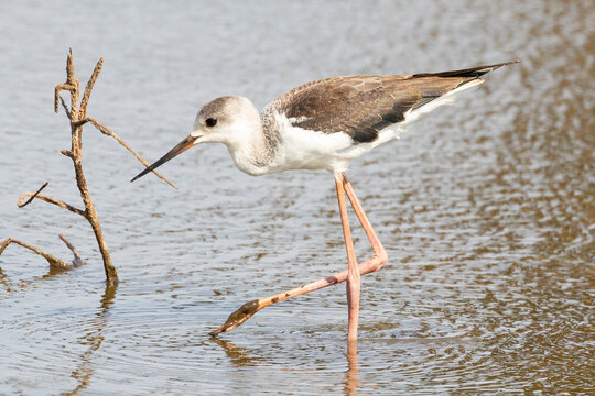 Juvenile Black-winged Stilt (Himantopus himantopus) wading at Sunset Dam, Kruger National Park, South Africa