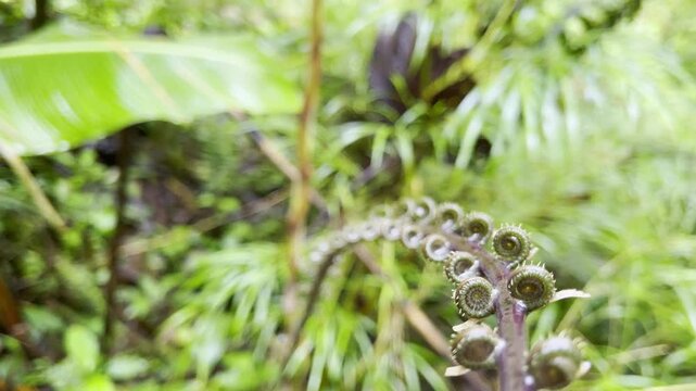 Delicate spiral fern fiddleheads unfurl gracefully amid vibrant green jungle foliage showcasing fresh growth and intricate natural patterns