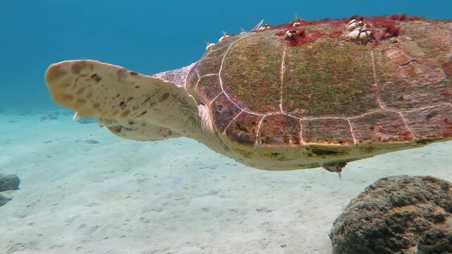 Big old sea turtle (Caretta caretta) swimming close to the camera. Travel videl, wildlife in the ocean. Tropical marine life, loggerhead sea turtle. Underwater video from scuba diving with sea turtles