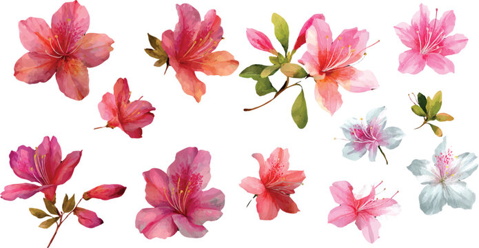 pink and yellow flowers