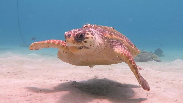 Big curious loggerhead sea turtle (Caretta caretta) swimming close to the camera. Tropical marine life, sea turtle. Underwater video from scuba diving with sea turtles. Wildlife in the ocean, travel v