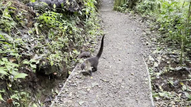 Curious coati strides along wet jungle trail with raised tail exploring surroundings in natural habitat creating charming wildlife encounter