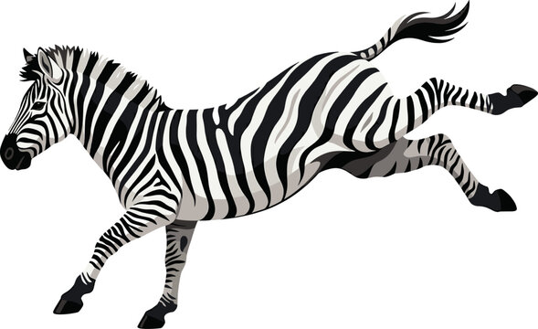 Striped zebra galloping mid-air in a powerful jump