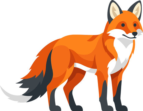 Vulpes vulpes forest fox standing in profile view
