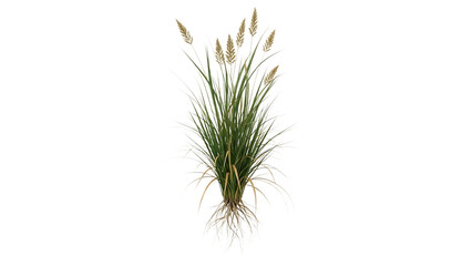 Fototapeta premium Tall ornamental grass with feathery plumes and visible root system Keywords: grass, ornamental