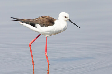 Obraz premium Black-winged Stilt (Himantopus himantopus) wading on temporary pan near De Mond, Western Cape South Africa