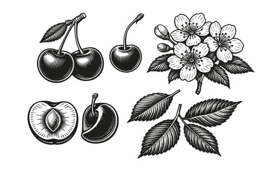Vintage Botanical Engraving Set of Cherry Fruit Elements Featuring Whole Berries, Sliced Drupe with Pit, Delicate Blossoms, and Textured Leaves in a Classic Woodcut Style Vector Illustration