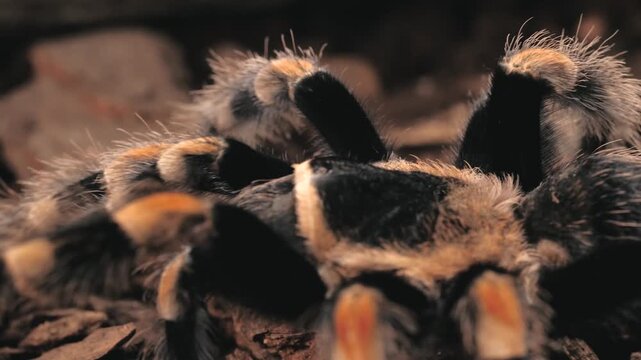 spider, tarantula, arachnid, nature, insect, hairy, isolated, white, scary, macro, animal, fear, pet, legs, wildlife, spiders, big, creepy, arachnophobia, phobia, leg, closeup, dangerous, web, bug