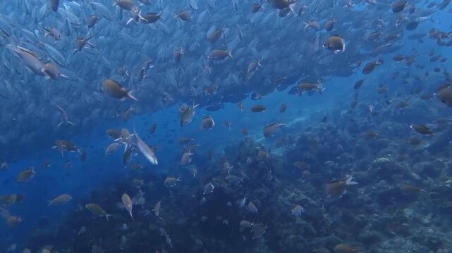 School of fish, swimming in the blue ocean over the reef. Underwater video from scuba diving with the marine life. Swimming aquatic wildlife. Water the with feeding fish. Travel video, animals