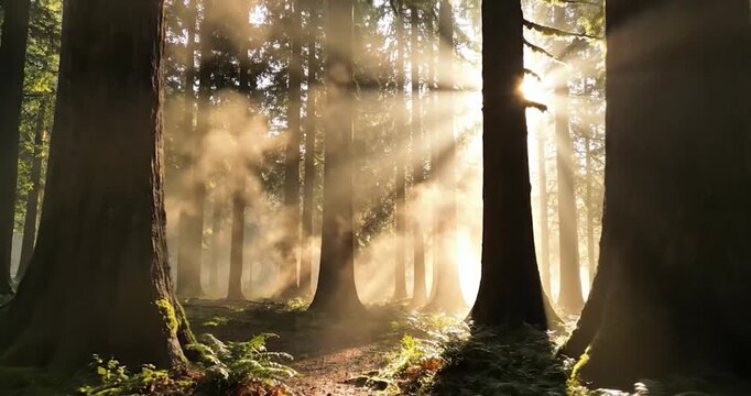 Sunlight Beams Through Mist in a Magical Ancient Forest at Dawn