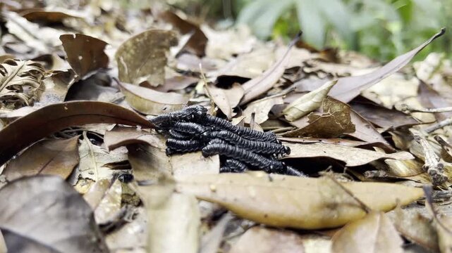 Cluster of glossy black millipedes crawls across dry jungle leaves in detailed ground level view highlighting fascinating micro wildlife