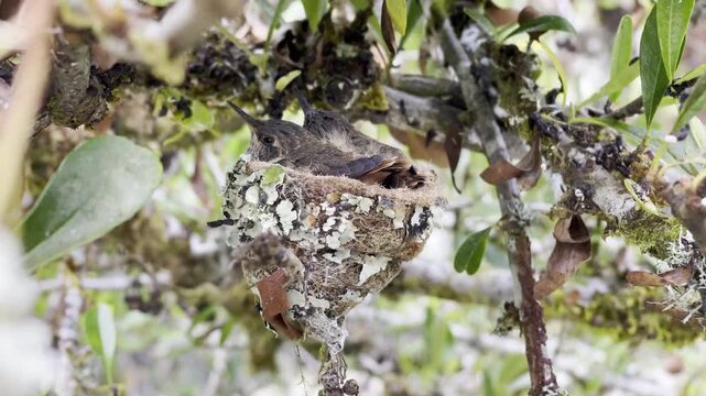 Delicate hummingbird rests in lichen covered nest perched on jungle branch showcasing intimate wildlife moment