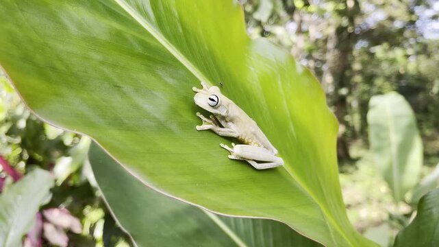 Bright green frog with striking eyes rests calmly on large lush leaf in dense jungle showcasing iconic amphibian beauty