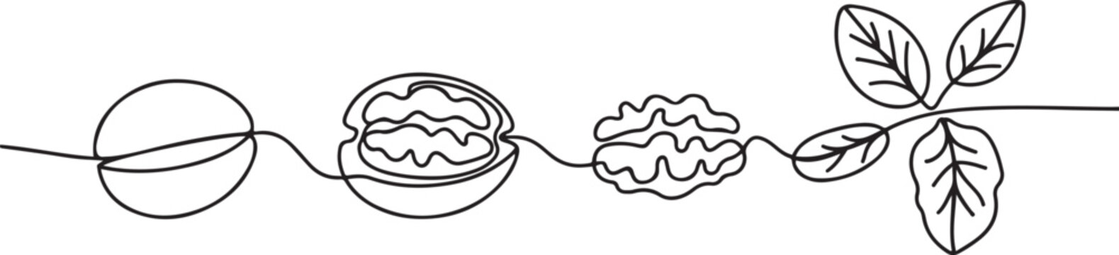 Continuous one line drawing whole walnut, half opened, just the kernel, leaves. Ideal weight maintaining snack for those who consume.one line Art icon drawing vector