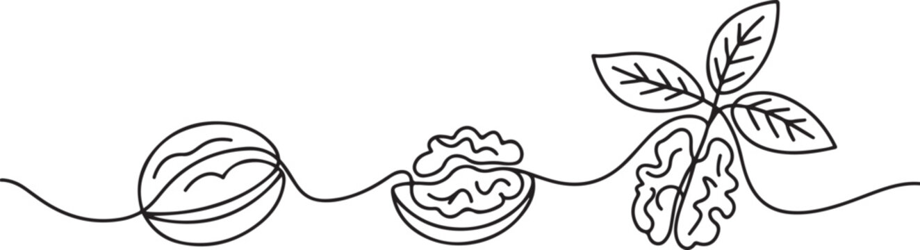 Continuous one line drawing whole walnut, half opened, just the kernel, leaves. Ideal weight maintaining snack for those who consume.one line Art icon drawing vector