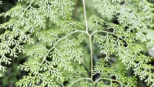 Delicate vibrant green fern fronds with intricate feathery patterns in lush tropical rainforest closeup