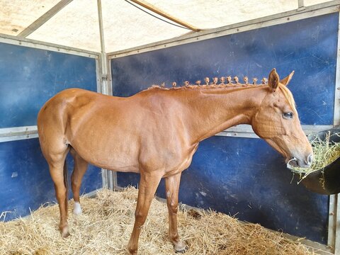 Caballo