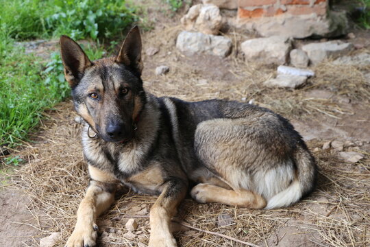 Perro