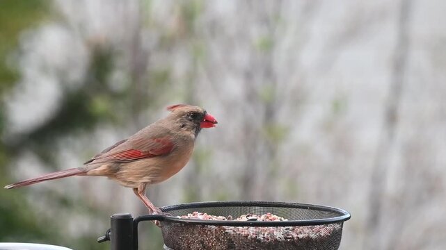 Close up of Female Cardinal eating at a bird feeder