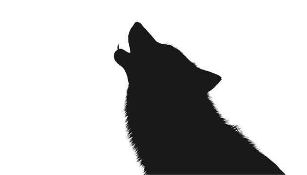 Wolf silhouette appears in a howling position against a stark white background to highlight the wild nature and predatory instinct of this canine animal in a dramatic and artistic dark form.