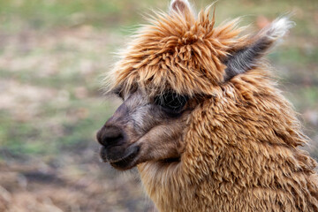 Fototapeta premium alpaca 
