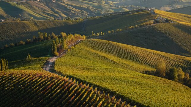 tuscany. Rows of grapevines on an Italian hillside in golden light. travel magazines, destination branding, designed for outdoor magazines and nature guides, used by customer success managers.
