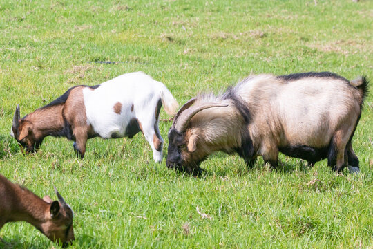 Adult ram African Pygmy Goat, Dwarf Goat, Miniature Goat in farm field grazing with eight month old young ram, kid