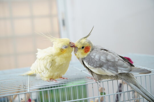 cockatiel parrot yellow