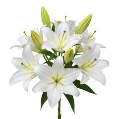 Fototapeta premium Elegant White Lily Flower Stem Isolated on Transparent Background