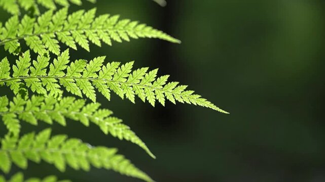 Close up of a vibrant green fern frond backlit by sunlight, showcasing delicate leaf patterns and a soft bokeh background in a forest setting