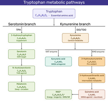 Tryptophan metabolic pathway. Serotonin and Kynurenine branches flowchart. Educational infographic showing Melatonin, Serotonin, 5-HTP, Kynurenic acid, and NAD+ biosynthesis