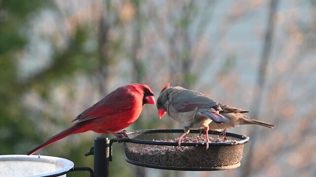 Close up of a male Cardinal feeding to a female cardinal at a bird feeder in spring