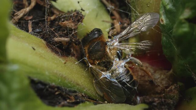Dead decaying leaf cutter bee extreme macro close up stock footage
