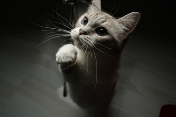 cute playful cat kitty american blue eyes © Ahmed J.R