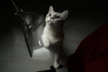 cute, playful, cat, american, blue, eyes, kitten, fur, domestic, eye, pets, cats, feline, whiskers, white, grey, portrait, pet, animal © Ahmed J.R