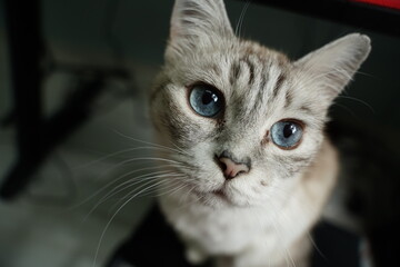 cute, playful, cat, american, blue, eyes, kitten, fur, domestic, eye, pets, cats, feline, whiskers, white, grey, portrait, pet, animal © Ahmed J.R