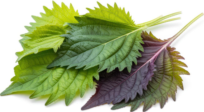 Fresh green and purple shiso leaves isolated on a white background, for culinary use