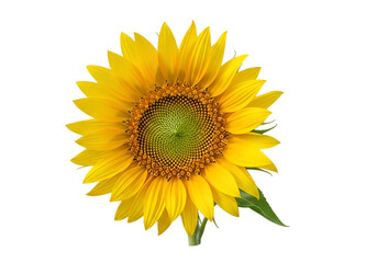 Obraz premium Bright yellow sunflower isolated on transparent background detailed floral illustration