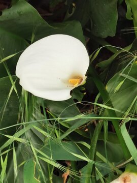 photographie de plusieurs arum qui ont &eacute;clos de fleurs blanches et qui sont situ&eacute;s dans un feuillage verdoyant	
