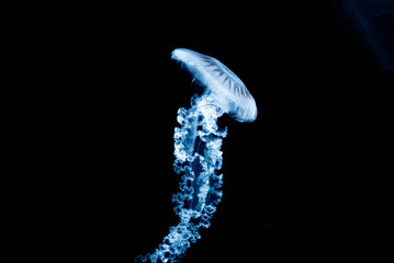 jellyfish in the dark © Tomas Kadlec